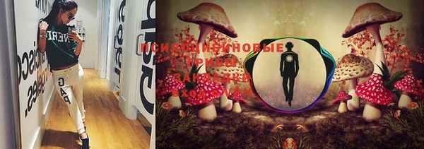 PSILOCYBIN Бугульма
